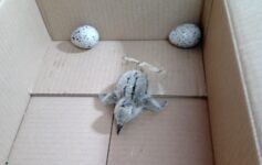 1606317986_webhuevoypollueloIMA