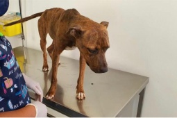 noticias.pitbullnsp-118