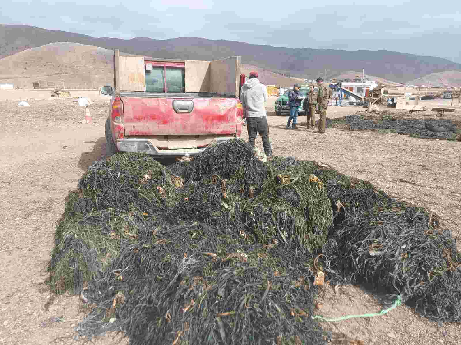 fiscalizacion-algas-taltal1-compressed